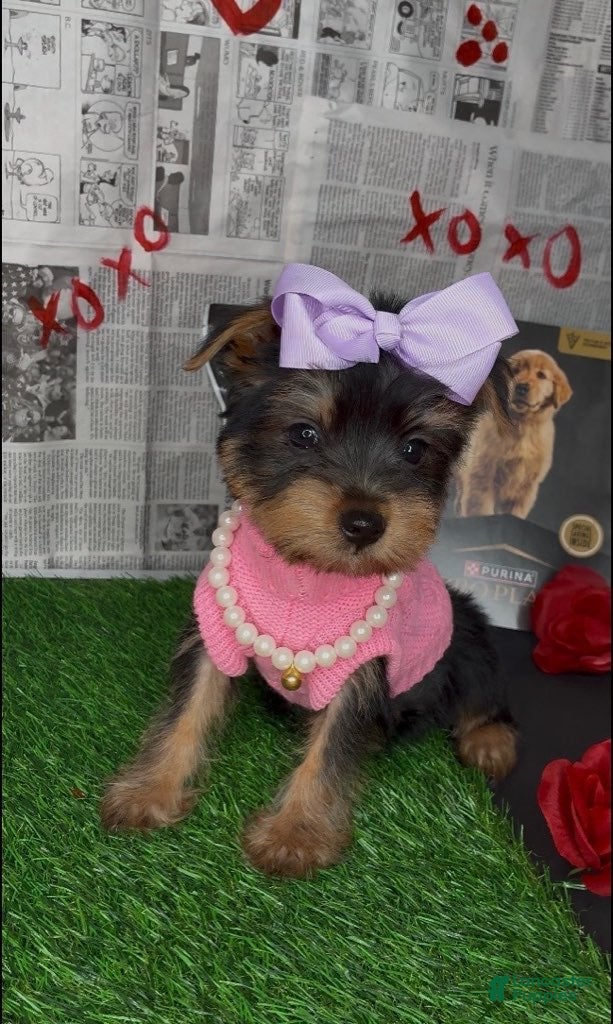 Yorkshire Terrier dogs Chloe - Ad 2