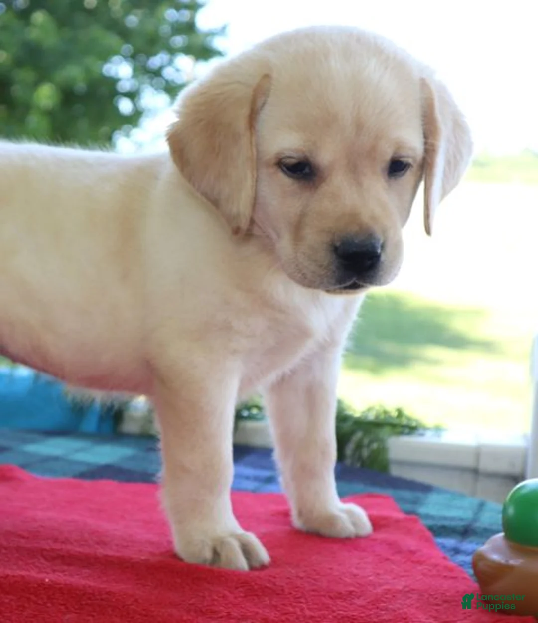 Labrador Retriever dogs for sale: Lucy - Champ lines - Ad 2