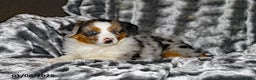 Miniature Australian Shepherd dogs for sale: Abby - Ad 1
