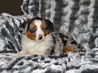 Miniature Australian Shepherd dogs Abby - Ad 34