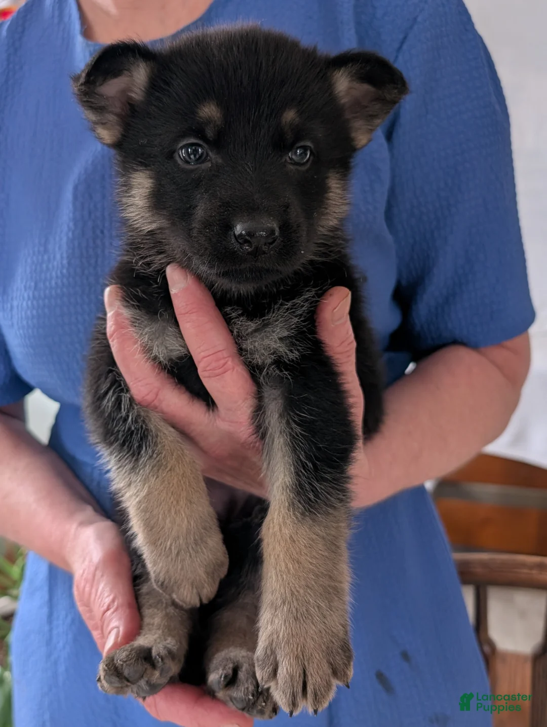 German Shepherd dogs for sale: Issie - Ad 6