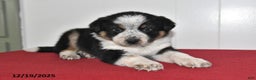 Mixed Breed dogs for sale: Nacho - Ad 1