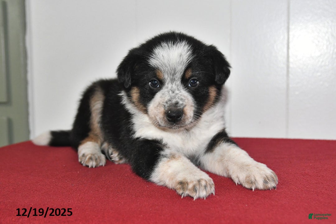 Mixed Breed dogs for sale: Nacho - Ad 1