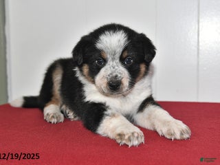 Mixed Breed dogs Nacho - Ad 27