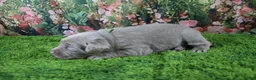 Labrador Retriever dogs for sale: Steele - Ad 1