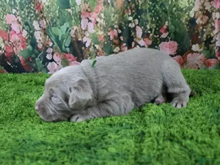 Labrador Retriever dogs Steele - Ad 11