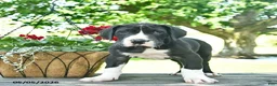 Great Dane dogs for sale: Chase  - Ad 1