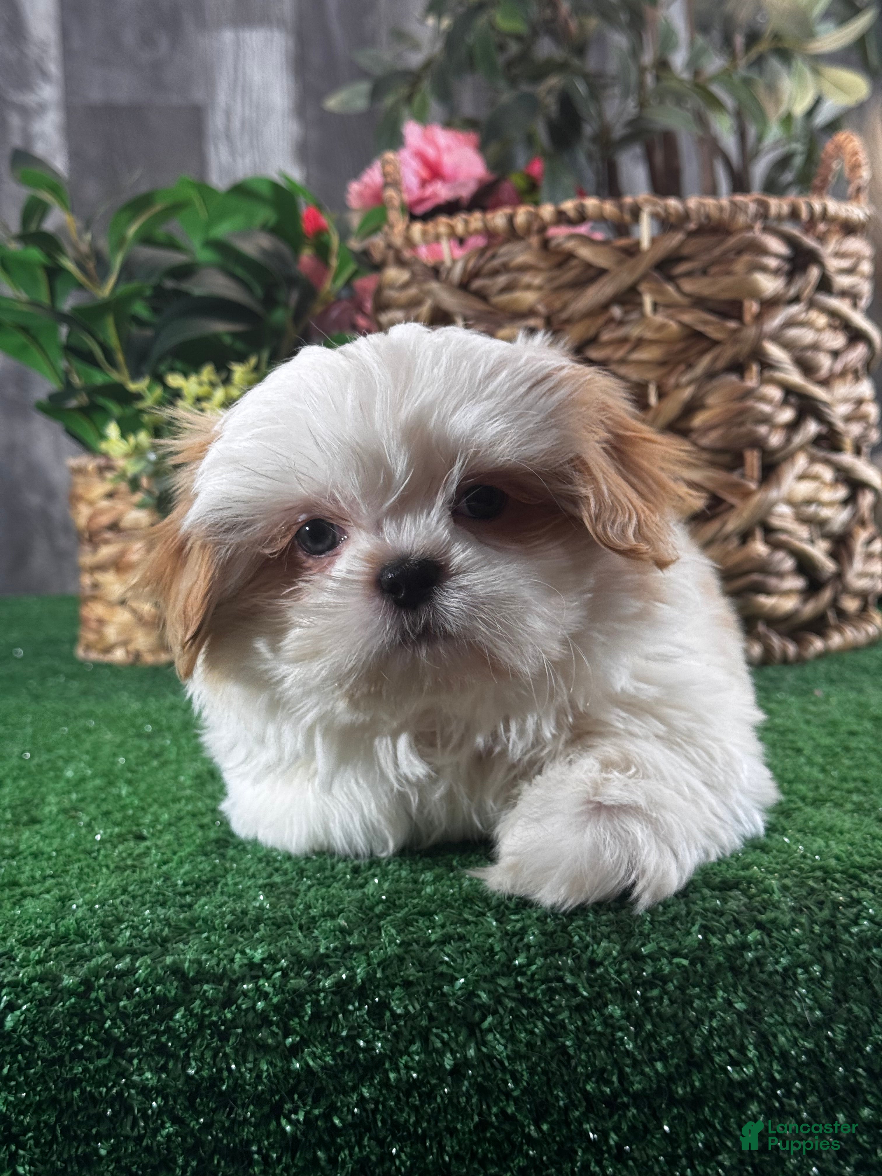 Shih Tzu dogs Scout  - Ad 32