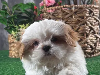 Shih Tzu dogs Scout - Ad 32