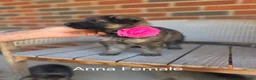German Shepherd dogs for sale: ANNA - Ad 3