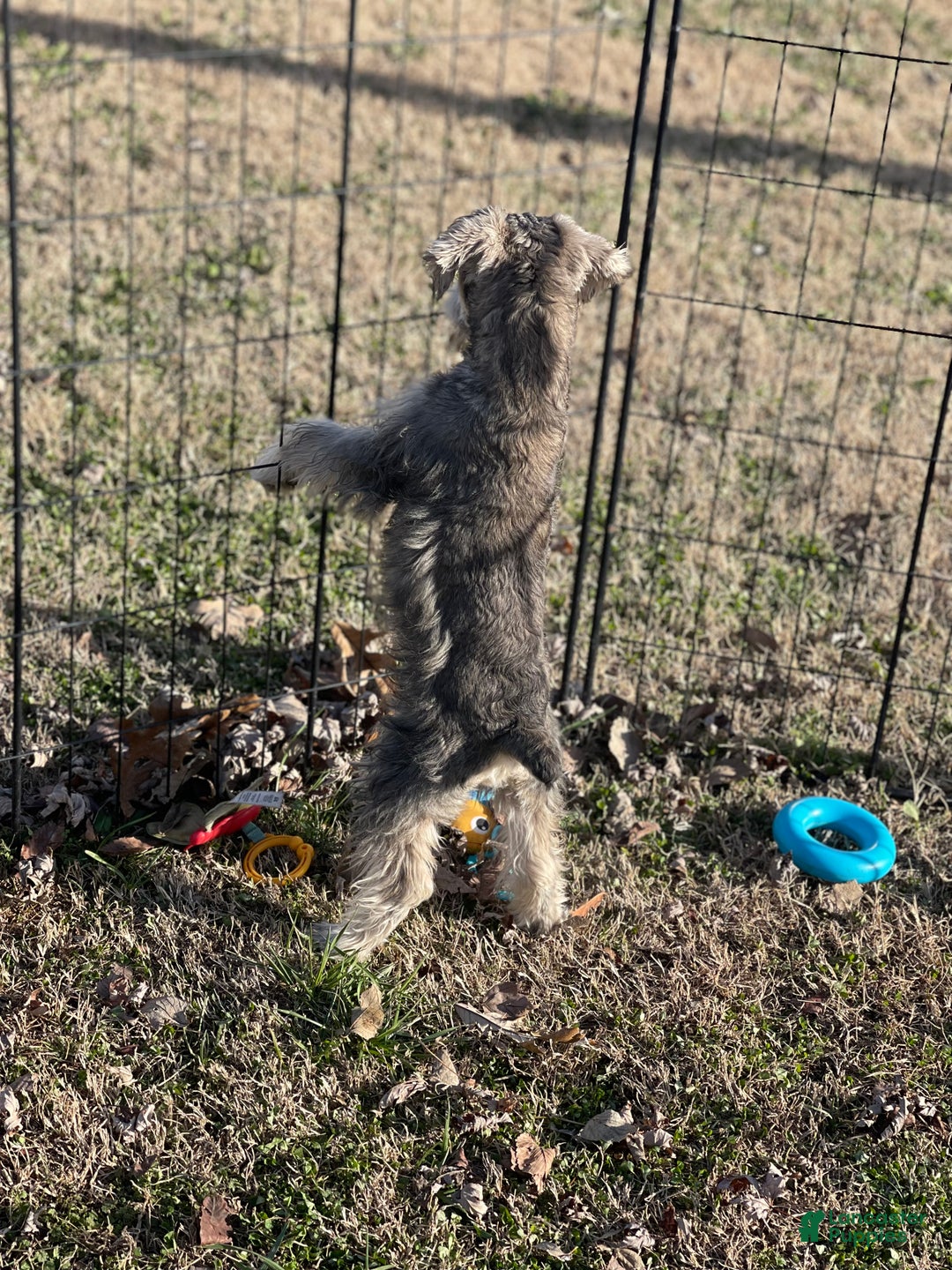 Miniature Schnauzer dogs for sale: Miniature Schnauzer Puppy 1 - Ad 4