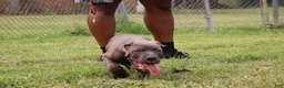 Cane Corso dogs for sale: Mr. Miyagi  - Ad 10