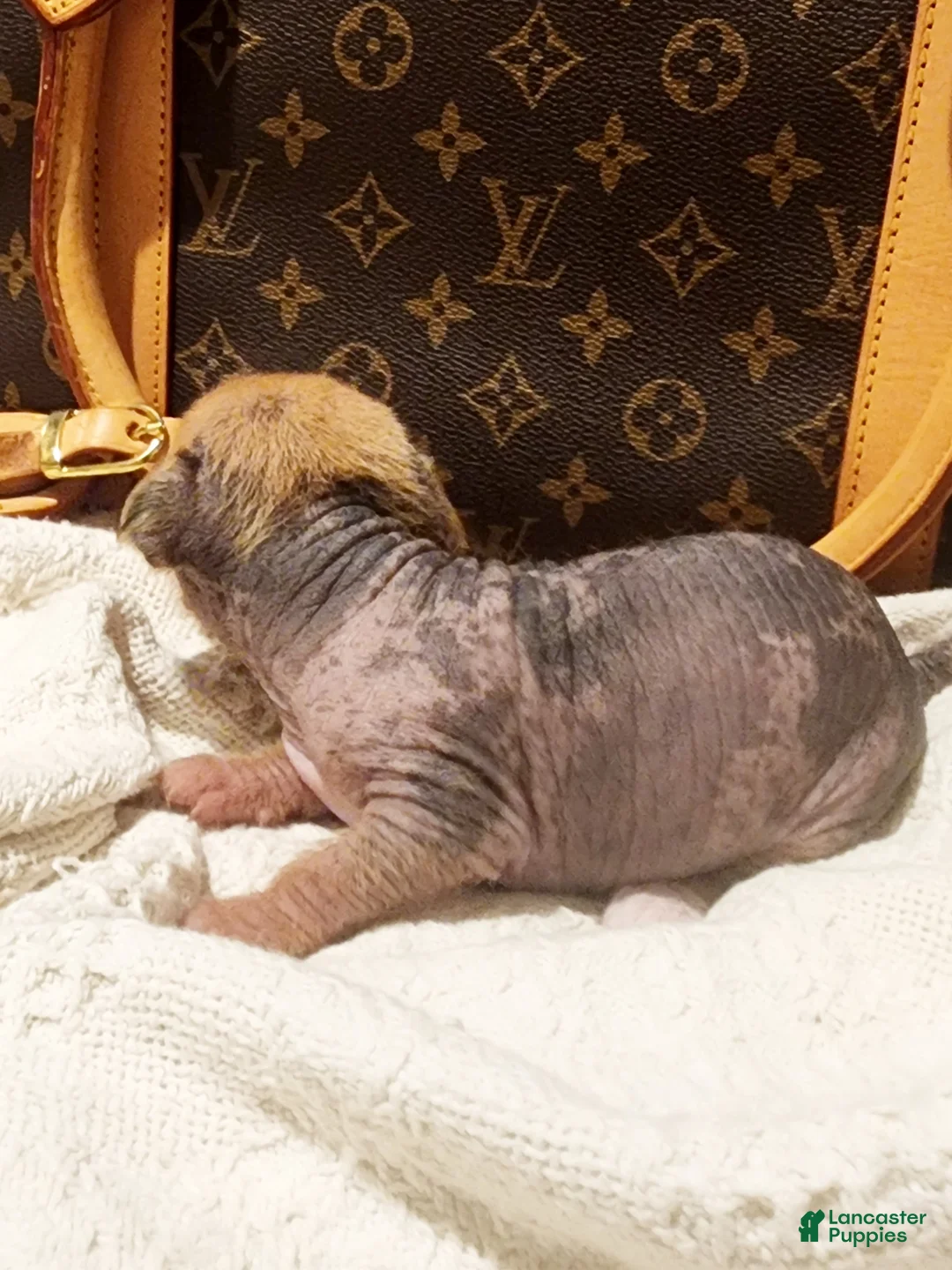 Mixed Breed dogs for sale: Pumpkin  - Ad 2