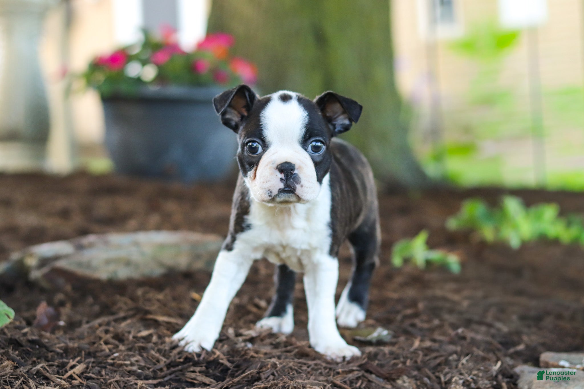 Boston Terrier dogs Maverick - Ad 1