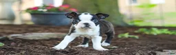 Boston Terrier dogs for sale: Maverick - Ad 1