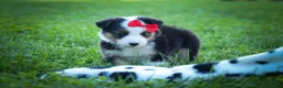Mixed Breed dogs for sale: Goose🐾 - Ad 11