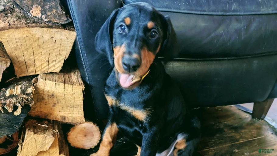 Gallery Image {{count}}