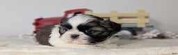 Shih Tzu dogs for sale: Tyson - Ad 6