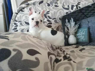 French Bulldog dogs Faith - Ad 25