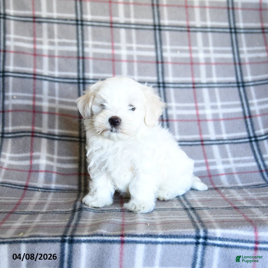 Maltese dogs Sammy - Ad 1