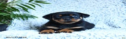 Rottweiler dogs for sale: Zander - Ad 2