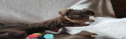 Yorkshire Terrier dogs for sale: Garth - Ad 2