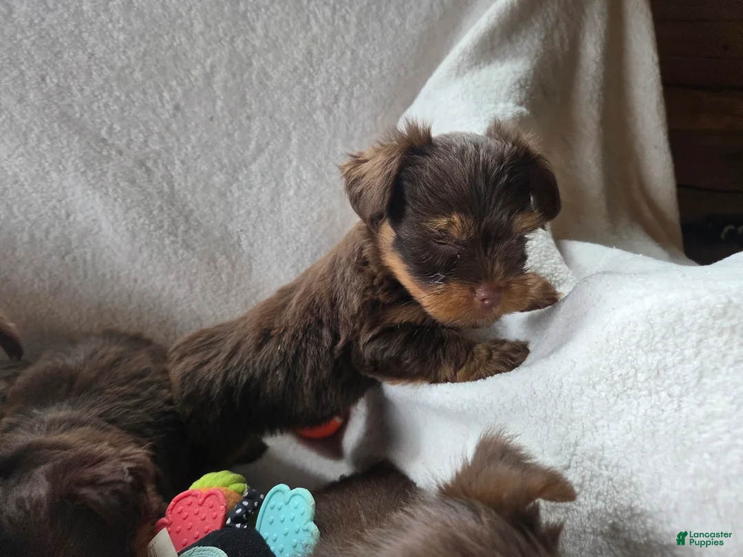 Yorkshire Terrier dogs for sale: Garth - Ad 2