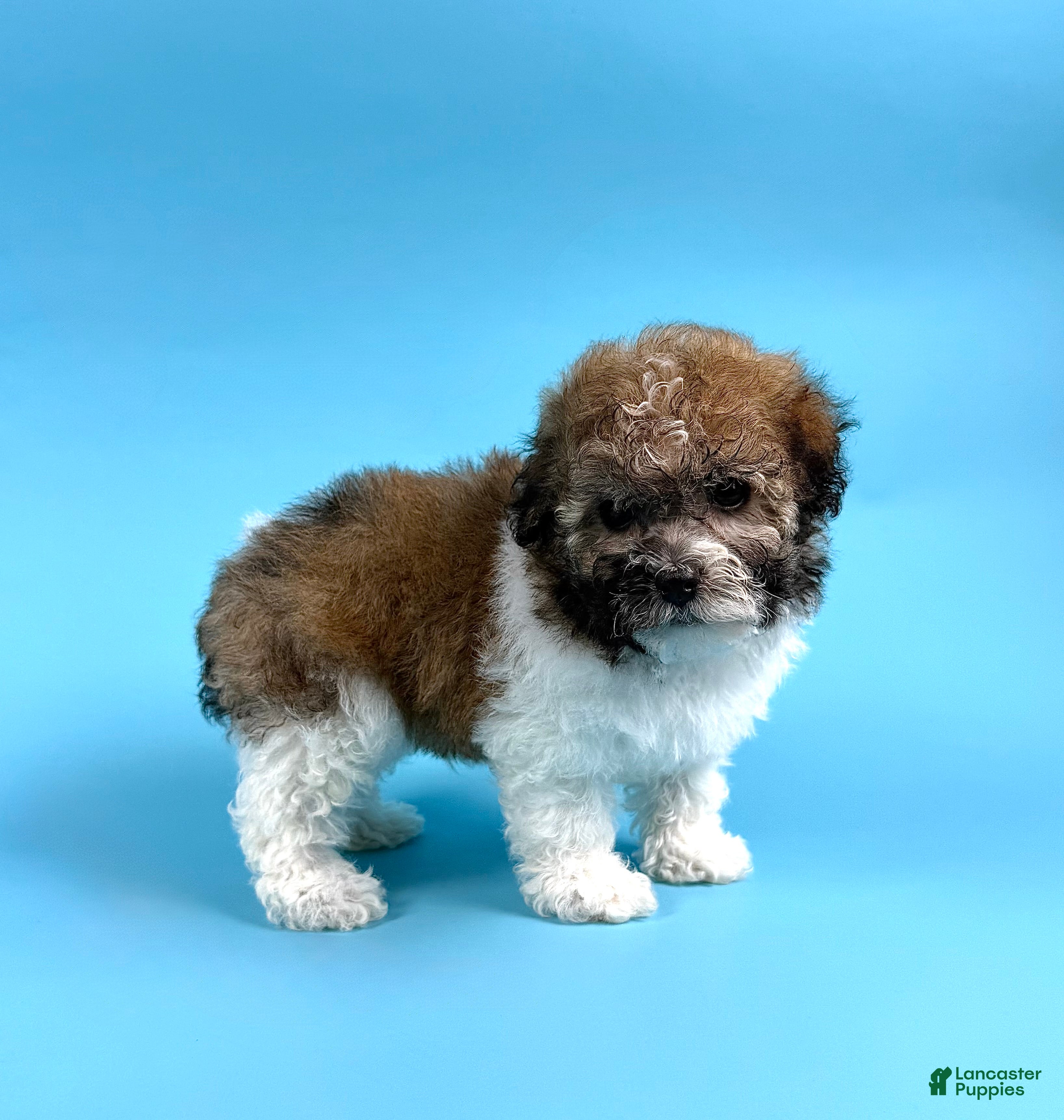 Havanese dogs DIESEL - Ad 2