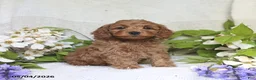 Cockapoo dogs for sale: Jaden - Ad 3