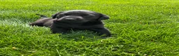 Labrador Retriever dogs for sale: Sadie - Ad 3