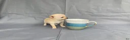 Chihuahua dogs for sale: Milo - Ad 10