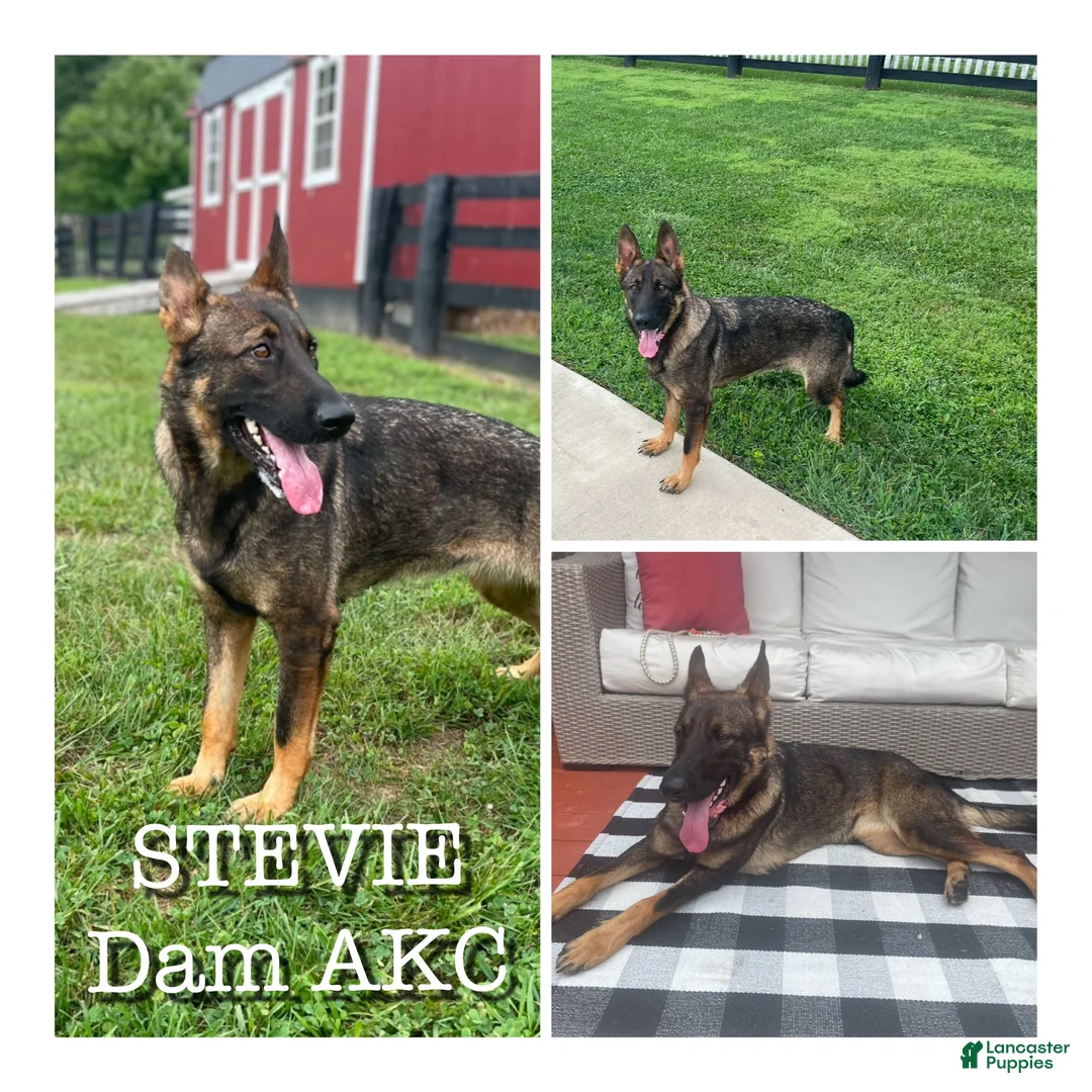 German Shepherd dogs for sale: Dahlia  - Ad 13