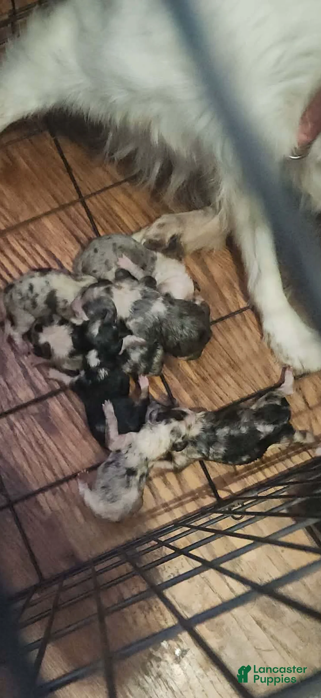 Mixed Breed dogs for sale: Mixed Breed 2 - Ad 2