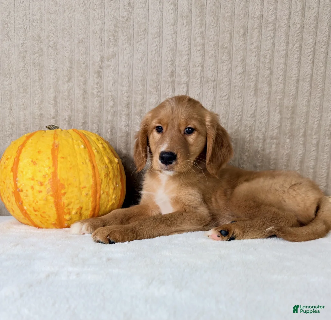 Golden Retriever dogs for sale: Dalila - Ad 7
