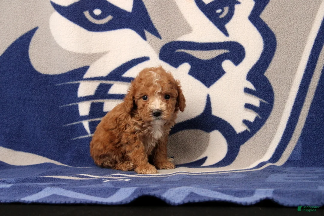Toy Poodle dogs for sale: Jack - Ad 4