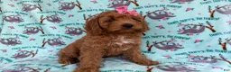 Cavapoo dogs for sale: Blaire - Ad 5
