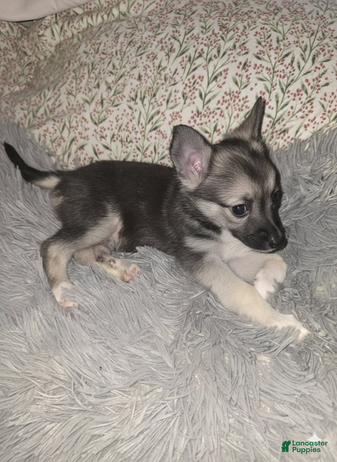 Gerberian Shepsky dogs for sale: Peanut  - Ad 3