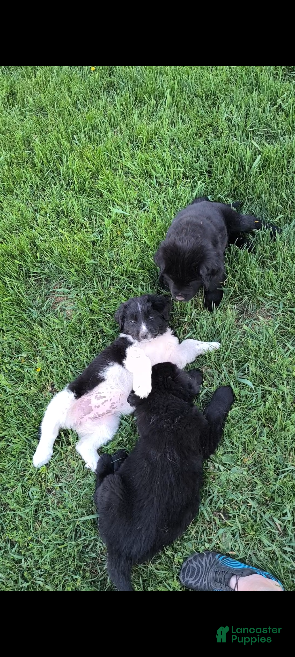 Newfoundland dogs for sale: Green collar - on hold  - Ad 4