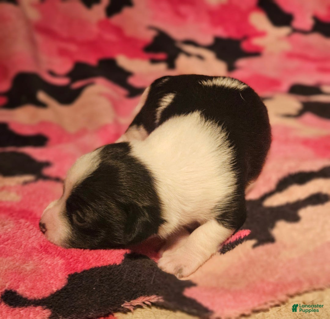 Chihuahua dogs for sale: Diane - Ad 5