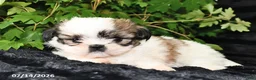 Shih Tzu dogs for sale: Daffy - Ad 3