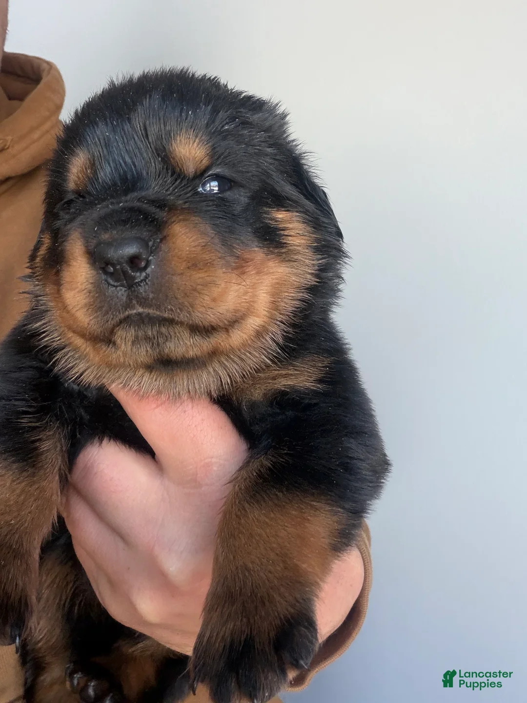 Rottweiler dogs for sale: Nova - Ad 3