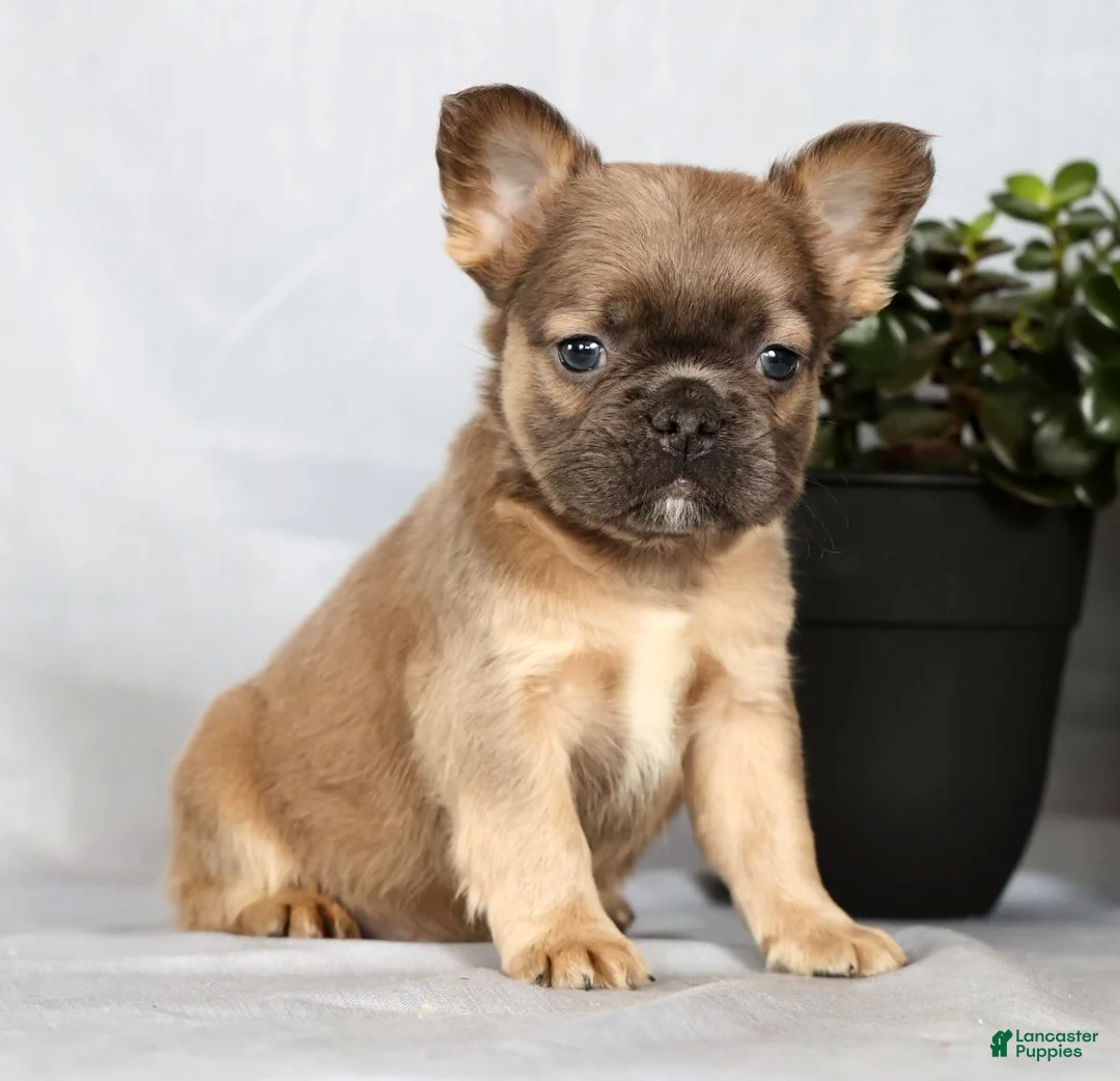 French Bulldog dogs for sale: Nick - Ad 2
