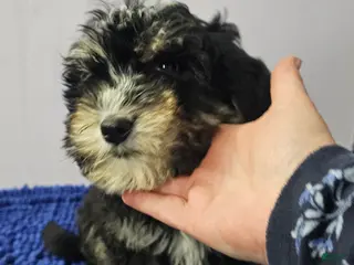 Sheepadoodle dogs Black and tan boy Sheepadoodle - Ad 39