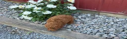 Toy Poodle dogs for sale: Pepper - Ad 14