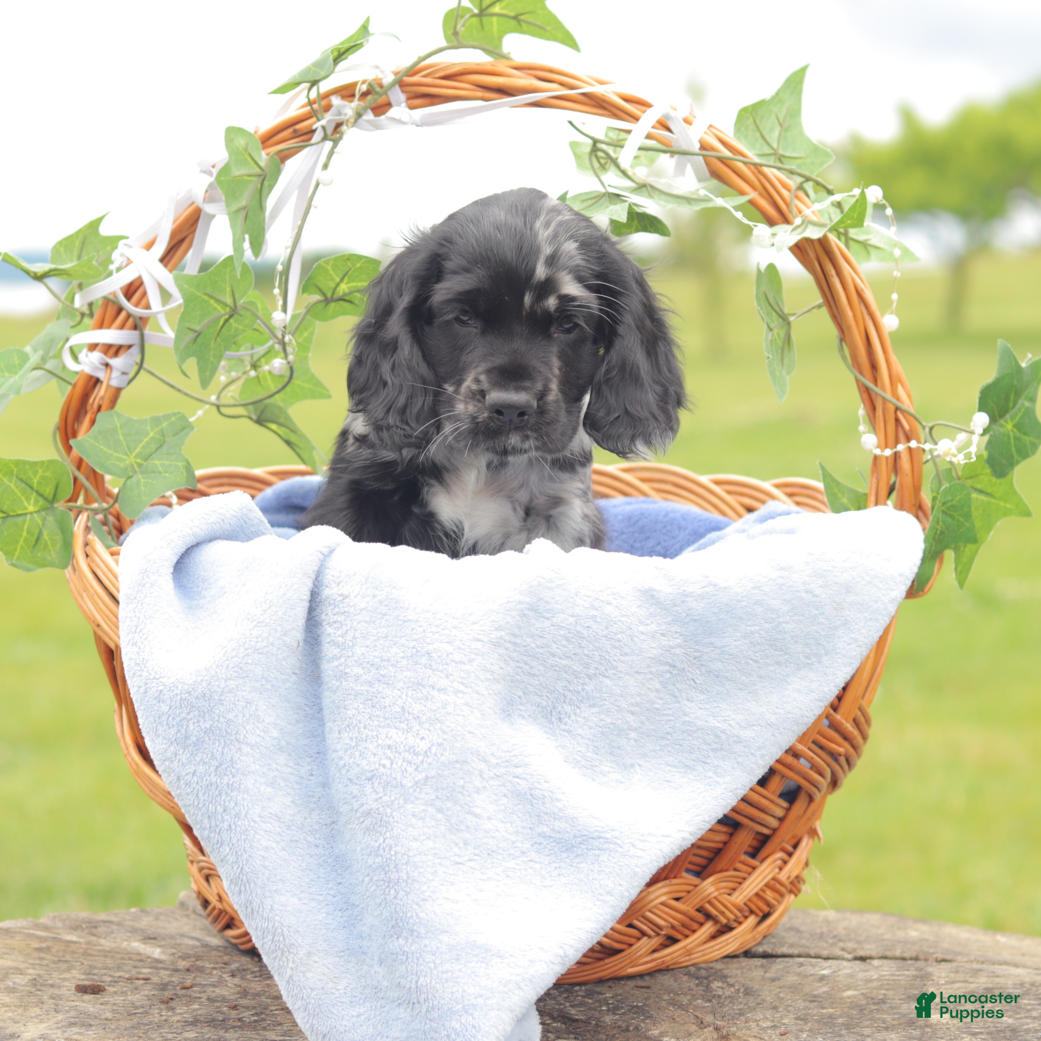 Cocker Spaniel dogs Thunder - Ad 2