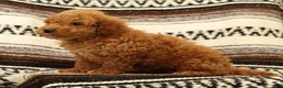 Mini Goldendoodle dogs for sale: Logan - Ad 7