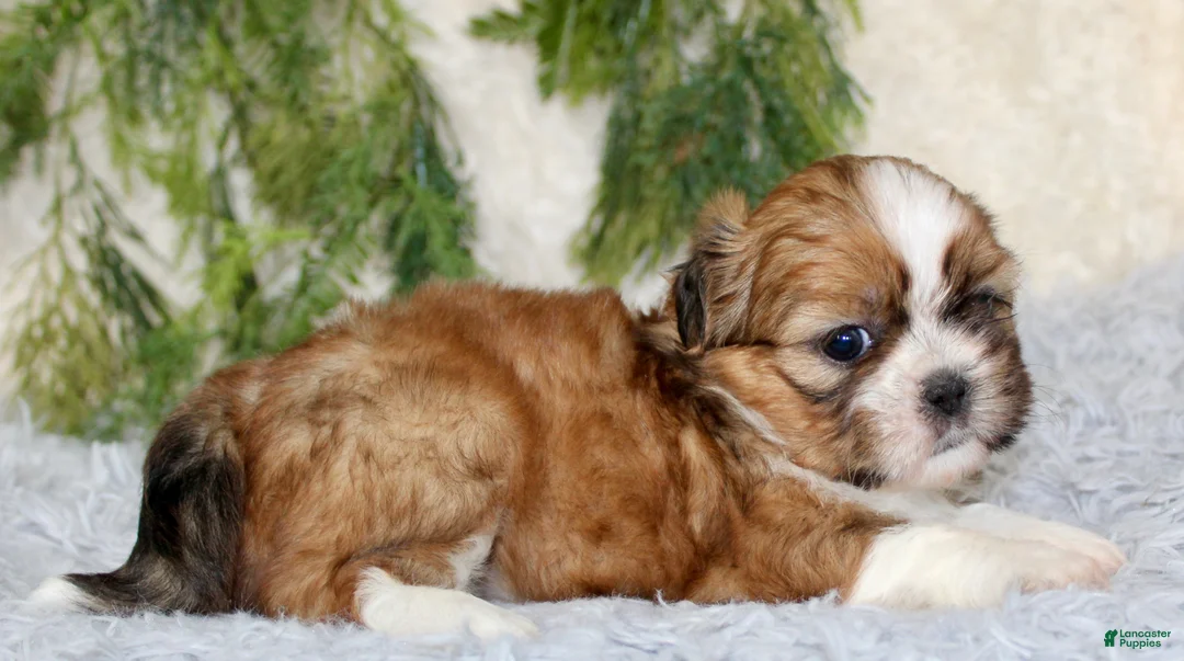 Shih Tzu dogs for sale: Puppy 1 - Ad 1