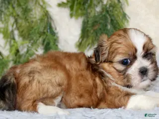 Shih Tzu dogs Puppy 1 - Ad 24