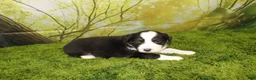 Miniature Australian Shepherd dogs for sale: Liberty - Ad 9