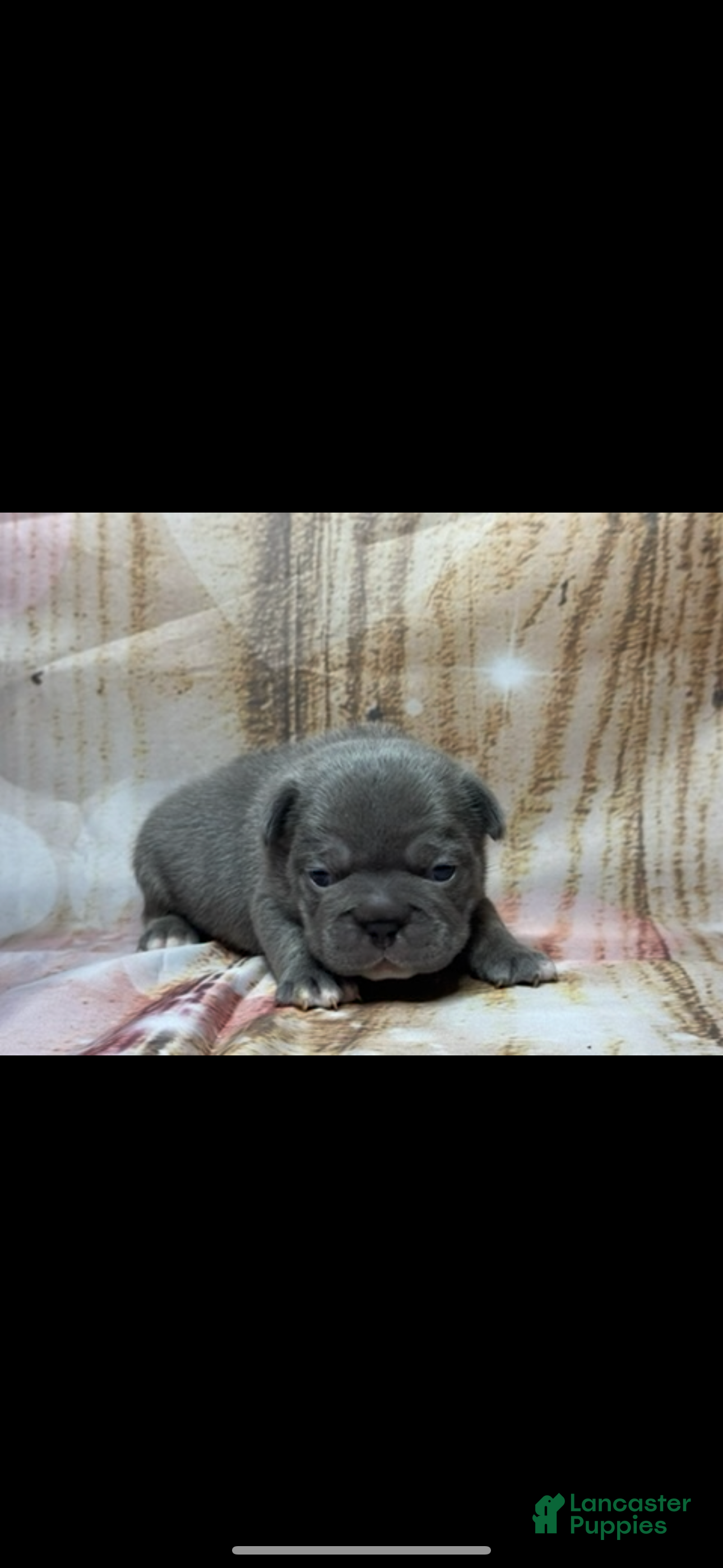 French Bulldog dogs French Bulldog Puppy 1 - Ad 25